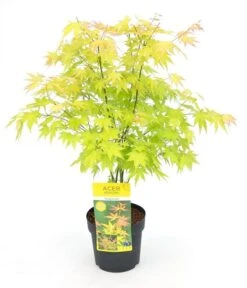 Acer Palmatum Orange Dream - Totale Hoogte 60-80 Cm - Pot 3 Ltr