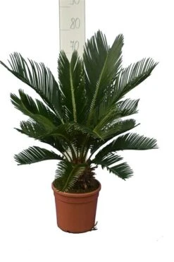 Cycas Revoluta - Stam 8+ Cm - Totale Hoogte 50-70 Cm - Pot Ø 20 Cm
