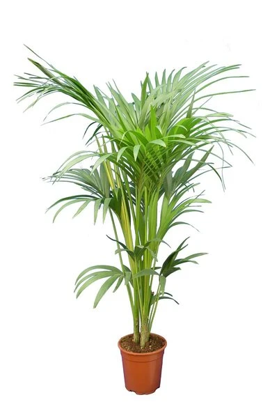 Howea Forsteriana - Totaal Hoogte 160-180 Cm - Pot Ø 24 Cm