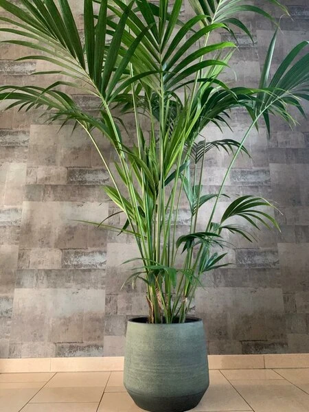 Howea Forsteriana - Totaal Hoogte 160-180 Cm - Pot Ø 24 Cm - Afbeelding 2