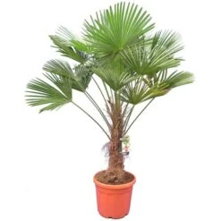 Trachycarpus Wagnerianus - Stam 60-70 Cm - Totale Hoogte 160-180 Cm [pallet]
