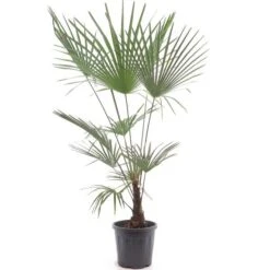 Trachycarpus Wagnerianus X Princeps - Pot Ø 32 Cm
