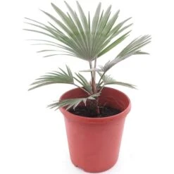 Trachycarpus Princeps - Pot Ø 23 Cm