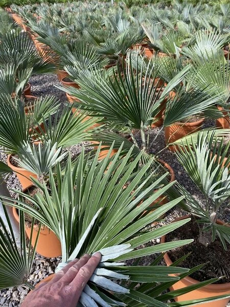 Trachycarpus Princeps - Pot Ø 23 Cm - Afbeelding 2