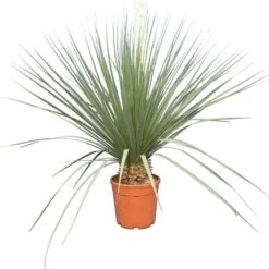 Nolina Nelsonii - Totale Hoogte 130-150 Cm - Pot Ø 36 Cm