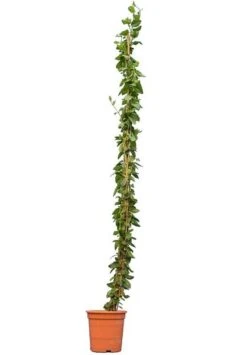 Trachelospermum Jasminoides - Pot Ø 22 Cm