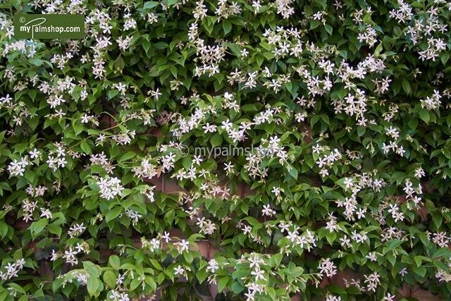 Trachelospermum Jasminoides - Pot Ø 22 Cm - Afbeelding 2