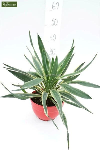 Yucca Gloriosa Variegata - Totale Hoogte 60-70 Cm - Pot Ø 26 Cm - Afbeelding 3